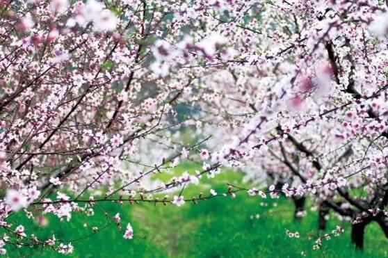 無(wú)錫市陽(yáng)山鎮(zhèn)桃花節(jié)